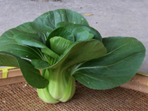 �L(zh��ng)����̖(h��o)�๣��-�๣�˷N��-����r(n��ng)�I(y��)