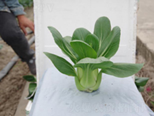 �Gɽ-�๣�˷N��-����r(n��ng)�I(y��)