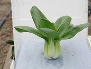 �л�605-�๣�˷N��-����r(n��ng)�I(y��)