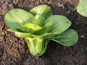 ������-�๣�˷N��-����r(n��ng)�I(y��)