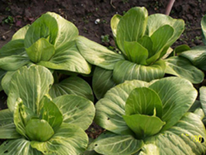 ������-�๣�˷N��-����r(n��ng)�I(y��)