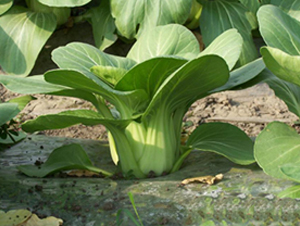 ������-�๣�˷N��-����r�I(y��)