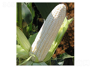 ��Ŵһ̖-Ŵ���׷N��-�A�߷N�I(y��)