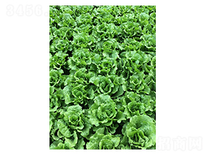 ���������-���˷N��-�A�߷N�I(y��)