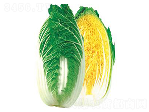 �������޲�-���޲˷N��-�A�߷N�I(y��)