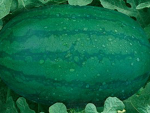 �ش������L-���ϷN��-�A�߷N�I(y��)