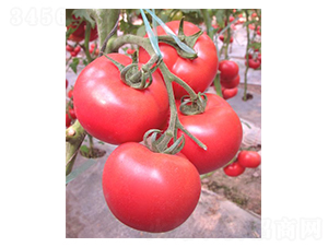 �W�P-���ѷN��-�A�߷N�I(y��)