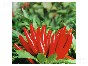 �ʹ�-���콷�N��-�A�߷N�I(y��)