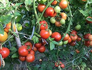 �t�@ʯ-���ѷN��-혳�