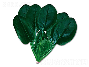 �_����-���˷N��-혳�