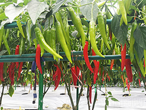 ����-�����N��-혳�