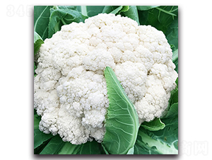 �_(t��i)������66���ɻ�-��Ҭ�˷N��-혳�