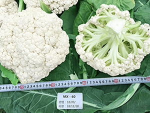 �_������60���ɻ�-��Ҭ�˷N��-혳�