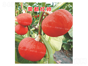 �˶��t��-�ϹϷN��-�˶��fʢ