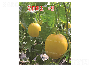 �˶��\��4̖-��ϷN��-�˶��fʢ