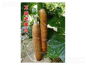 �fʢ���S��-�S�ϷN��-�˶��fʢ