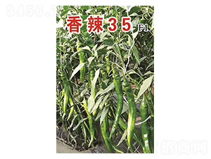 ����35-�����N��-�˶��fʢ