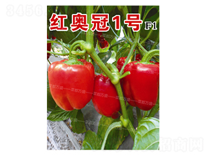 �t�W��1̖-�����N��-�˶��fʢ