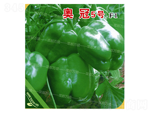 �W��5̖-�����N��-�˶��fʢ