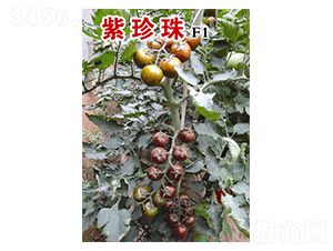 ������-���t���N��-�˶��fʢ