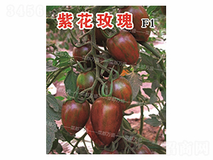 �ϻ�õ��-���t���N��-�˶��fʢ