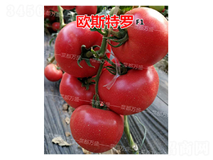 �W˹���_-���t���N��-�˶��fʢ