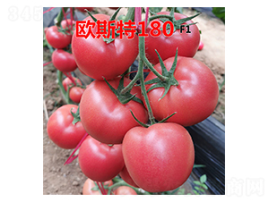 �W˹��180-���t���N��-�˶��fʢ