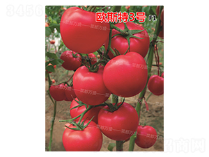 �W˹��3̖-���t���N��-�˶��fʢ