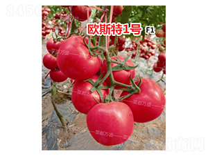 �W˹��1̖-���t���N��-�˶��fʢ