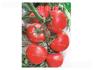 ������-���t���N��-�˶��fʢ