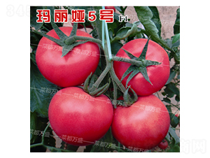 �����I5̖-���t���N��-�˶��fʢ