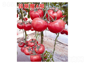 �����I4̖-���t���N��-�˶��fʢ