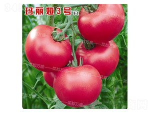 �����I3̖-���t���N��-�˶��fʢ