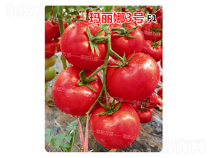 ������3̖-���t���N��-�˶��fʢ