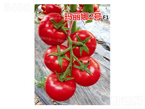 ������2̖-���t���N��-�˶��fʢ