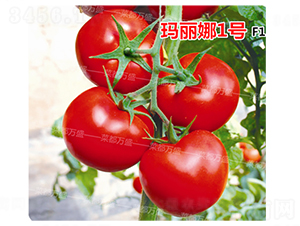 ������1̖-���t���N��-�˶��fʢ