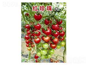 �t����-���t���N��-�˶��fʢ