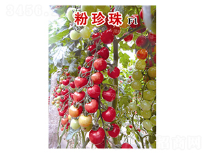 ������-���t���N��-�˶��fʢ