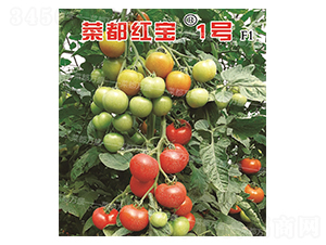 �˶��t��1̖-���t���N��-�˶��fʢ