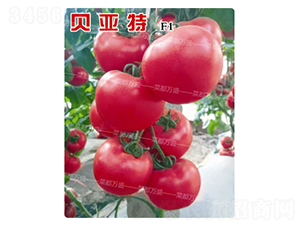 ؐ����-���t���N��-�˶��fʢ