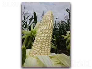 ��Ŵ1607-Ŵ���׷N��-���A�N�I(y��)