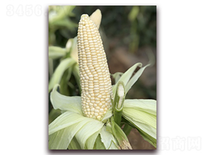 ����Ŵ65-Ŵ���׷N��-���A�N�I(y��)