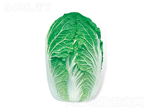 ����-��ײ˷N��-���A�N�I(y��)