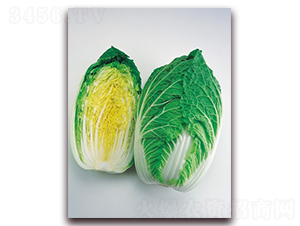 ������-��ײ˷N��-���A�N�I(y��)