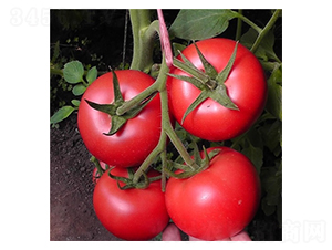 ����-���ѷN��-��Ļ��