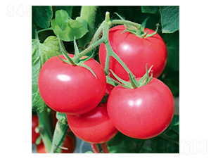 ��ʢ�_(d��)-���ѷN��-��Ļ��