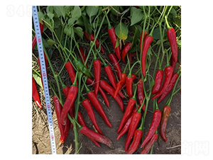 �t��-�����N��-��Ļ��