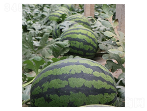 �t�-���ϷN��-��Ļ��