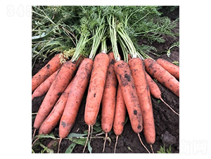 �����t-���}���N��-��Ļ��