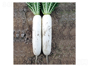 �ٴ�-�}���N��-��Ļ��